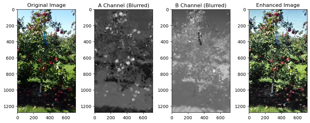Four panels: the original orchard image, its blurred LAB A channel where red fruit shows as bright blobs, its blurred B channel, and a colour-enhanced version of the original.