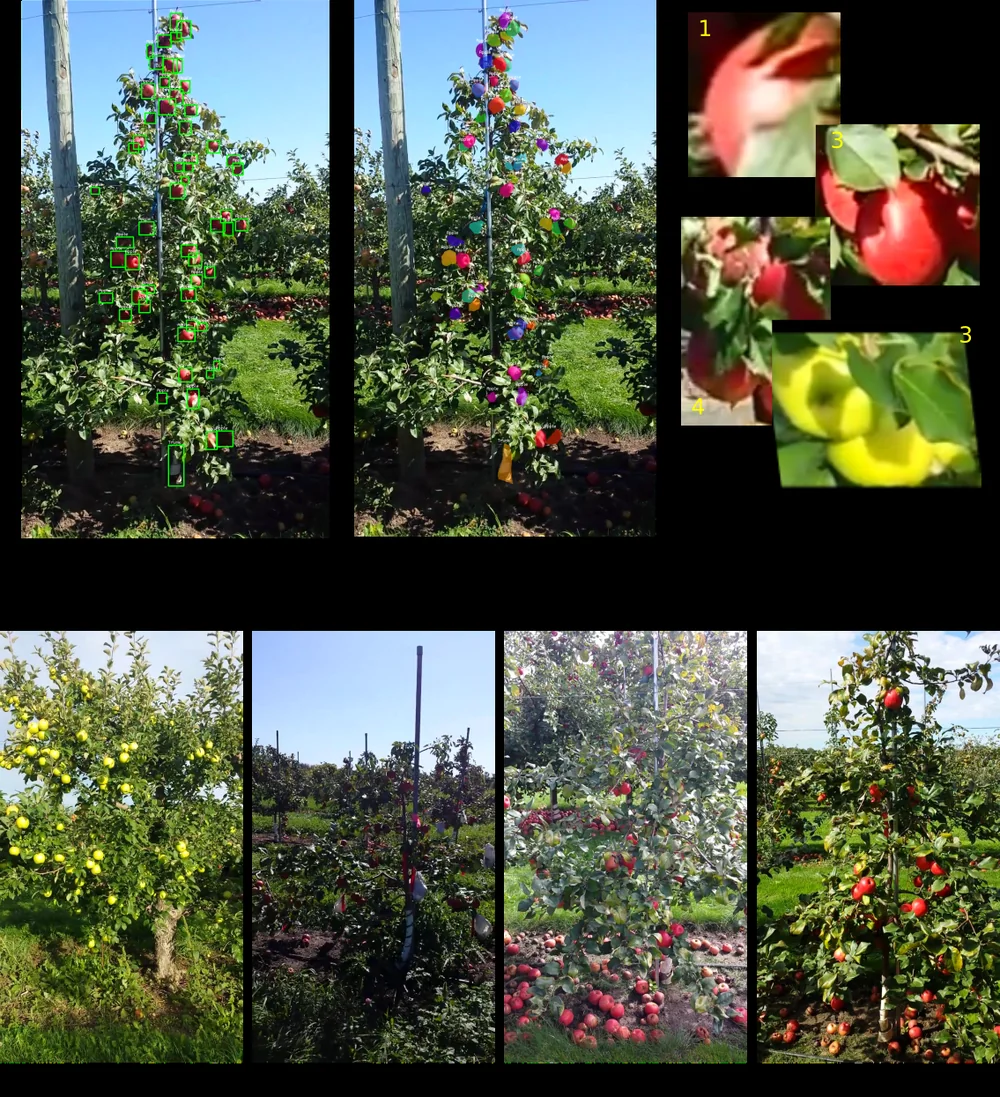 Top left: orchard image with green detection boxes around individual apples. Top middle: the same image with coloured instance segmentation masks. Top right: cropped examples of individual detected apples, including blurred, occluded and yellow fruit. Bottom: four source orchard images showing red and yellow varieties in varying light.